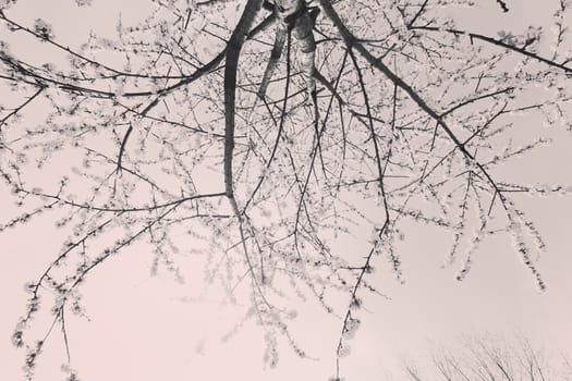 beautiful branch with white flowers on the white background, note shallow dept of field