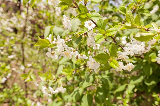 branches with white flowers in nature, note shallow dept of field