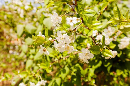 branches with white flowers in nature, note shallow dept of field