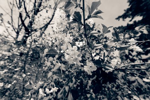 branches with white flowers in nature, note shallow dept of field