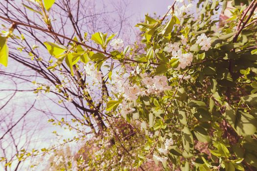 branches with white flowers in nature, note shallow dept of field