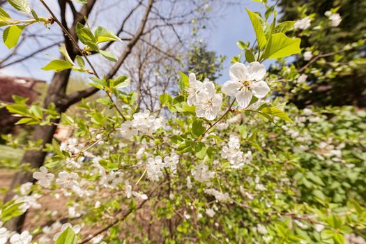 branches with white flowers in nature, note shallow dept of field