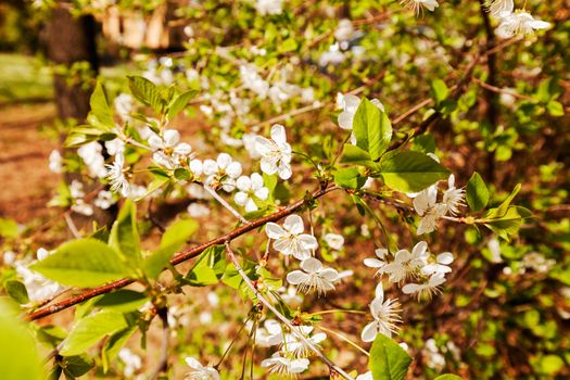 branches with white flowers in nature, note shallow dept of field