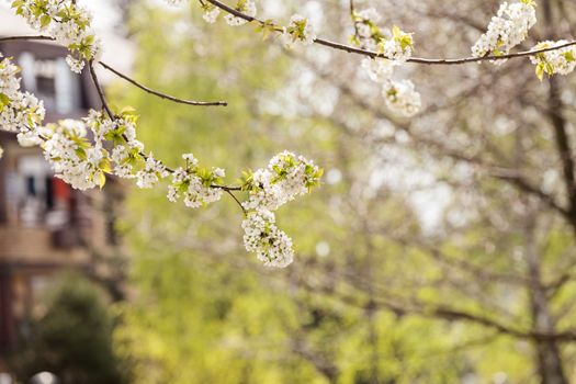 tree with white flowers in the spring, note shallow dept of field