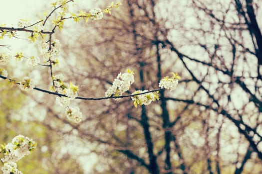 beautiful branch with white flowers on the white background, note shallow dept of field