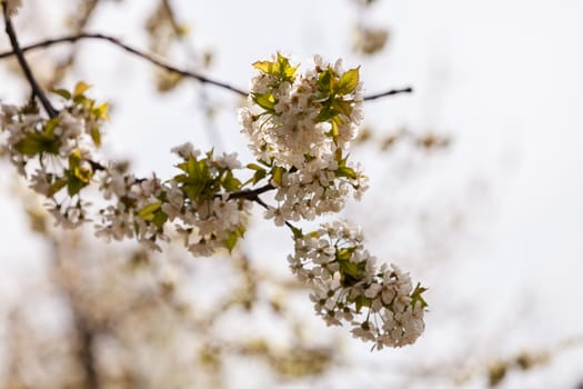 beautiful branch with white flowers on the white background, note shallow dept of field