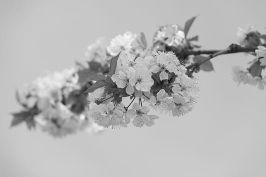 branches with small white flowers  in the spring on the blue background, note shallow dept of field