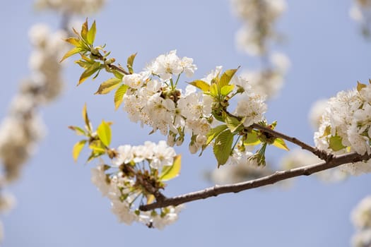 branches with small white flowers  in the spring on the blue background, note shallow dept of field