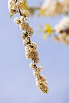 branches with small white flowers  in the spring on the blue background, note shallow dept of field