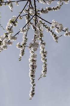 branches with small white flowers  in the spring on the blue background, note shallow dept of field