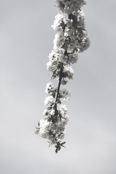 branches with small white flowers  in the spring on the blue background, note shallow dept of field