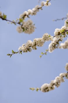 branches with small white flowers  in the spring on the blue background, note shallow dept of field