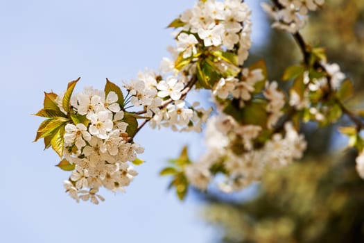 branches with small white flowers  in the spring on the blue background, note shallow dept of field