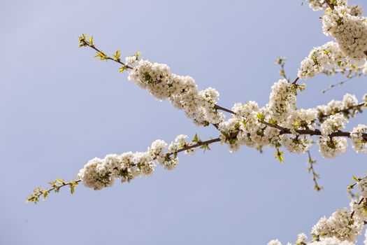 branches with small white flowers  in the spring on the blue background, note shallow dept of field