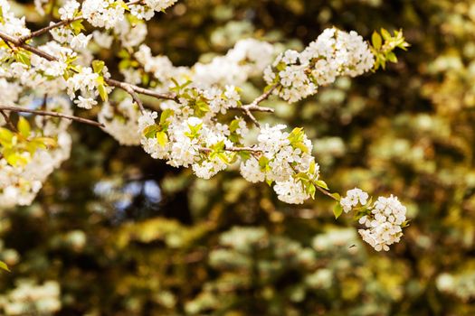 tree with white flowers in the spring, note shallow dept of field