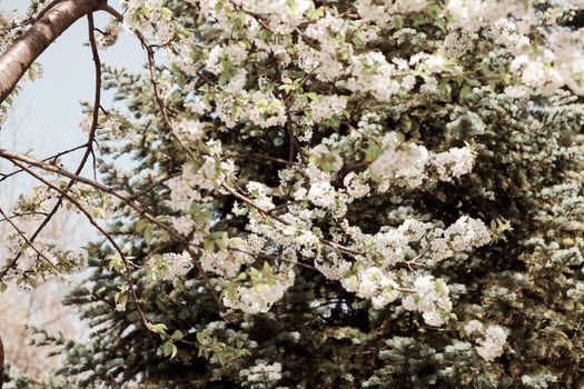 tree with white flowers in the spring, note shallow dept of field