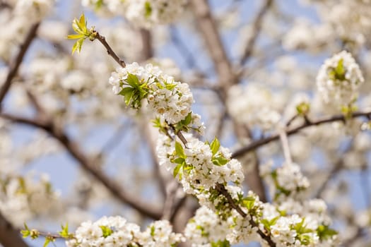 branches with small white flowers  in the spring on the blue background, note shallow dept of field