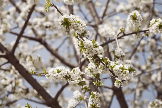 branches with small white flowers  in the spring on the blue background, note shallow dept of field