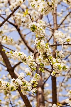 branches with small white flowers  in the spring on the blue background, note shallow dept of field