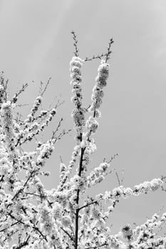 branches with small white flowers  in the spring on the blue background, note shallow dept of field