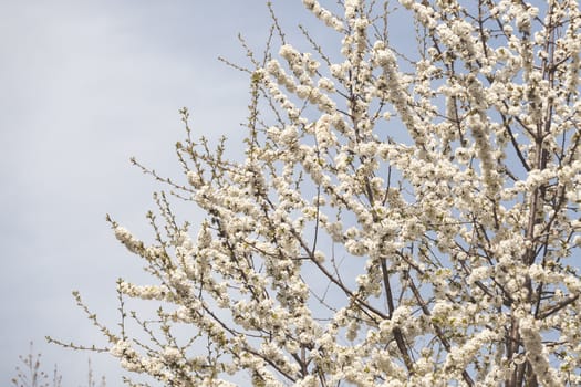 branches with small white flowers  in the spring on the blue background, note shallow dept of field