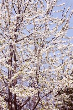 branches with small white flowers  in the spring on the blue background, note shallow dept of field