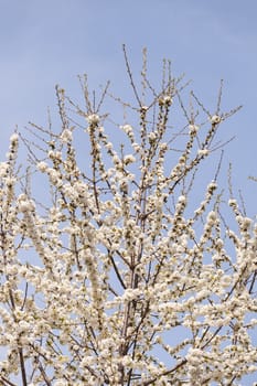branches with small white flowers  in the spring on the blue background, note shallow dept of field