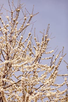 branches with small white flowers  in the spring on the blue background, note shallow dept of field