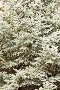 fir tree in nature, note shallow depth of field