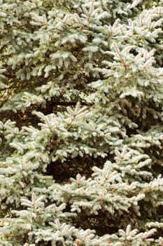 fir tree in nature, note shallow depth of field