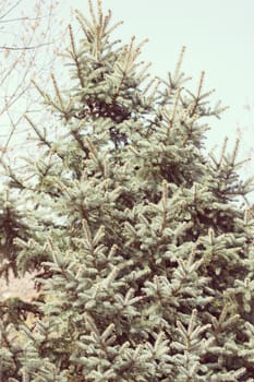 fir tree in nature, note shallow depth of field