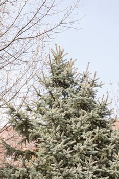 fir tree in nature, note shallow depth of field