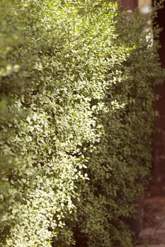 evergreen hedges in the parks, note shallow depth of field