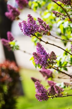 branchs of lilac in bloom, note shallow depth of field