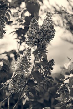 branchs of lilac in bloom, note shallow depth of field