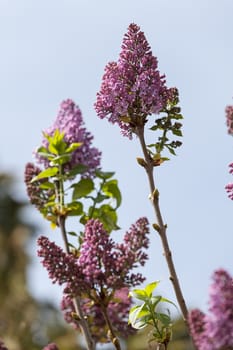 branchs of lilac in bloom, note shallow depth of field