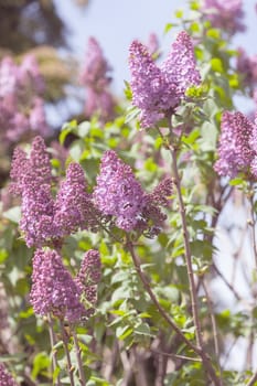 branchs of lilac in bloom, note shallow depth of field