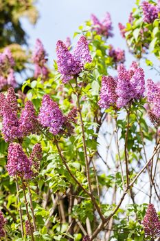 branchs of lilac in bloom, note shallow depth of field