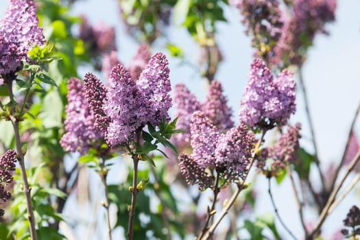 branchs of lilac in bloom, note shallow depth of field