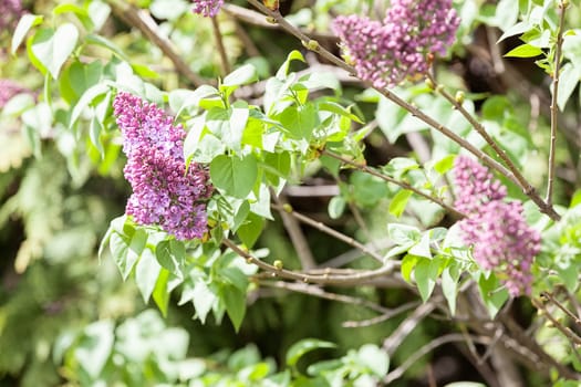 branchs of lilac in bloom, note shallow depth of field