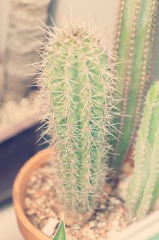 cactus in a pot like decoration, note shallow depth of field