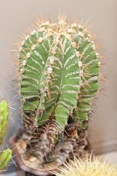 cactus in a pot like decoration, note shallow depth of field