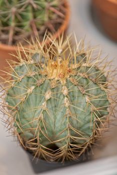 cactus in a pot like decoration, note shallow depth of field