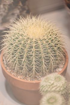 cactus in a pot like decoration, note shallow depth of field