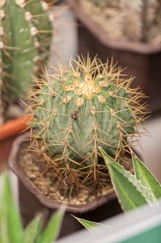 cactus in a pot like decoration, note shallow depth of field