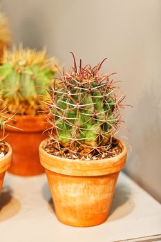 cactus in a pot like decoration, note shallow depth of field