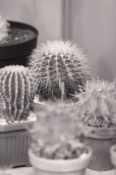 cactus in a pot like decoration, note shallow depth of field