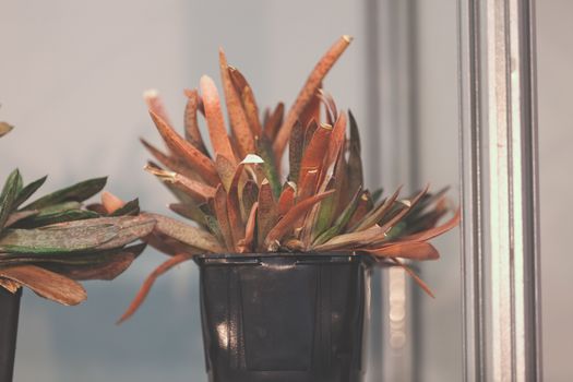 houseplants with thick foliage, note shallow depth of field