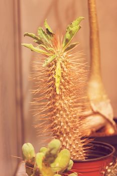 cactus in a pot like decoration, note shallow depth of field