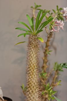 cactus in a pot like decoration, note shallow depth of field